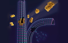 Des défauts structurels pour renouveler les microtubules