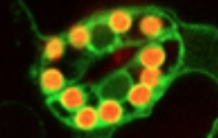 A novel mechanism to control protein localization in eukaryotic cells