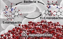 Solubilization of TiO2 nanoparticles by a bacterial siderophore