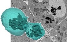 Un modèle cellulaire 3D pour étudier le métabolisme des nanoparticules d'argent dans le foie