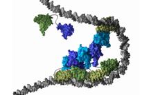 Assemblage du facteur de transcription LEAFY sur l'ADN