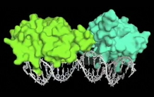 Mode de liaison de LFY à l'ADN