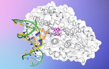 Visualisation moléculaire de la réparation de l’ADN par une photolyase