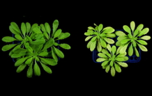 Le yin-yang de l’uranium dans la plante Arabidopsis thaliana