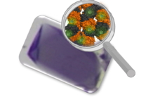 Catalyse hétérogène avec des cristaux de métalloenzymes artificielles
