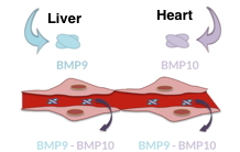 BMP9 and BMP10 pair in the bloodstream