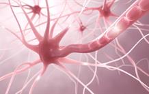 Neurones et astrocytes : à chacun sa mitochondrie