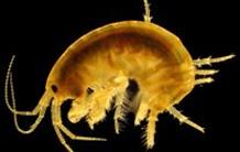 Une diversité moléculaire insoupçonnée chez une espèce dite «non-modèle»! 