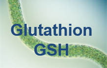 Détoxication et signalisation du stress oxydant et métabolique: la vedette (le glutathion), la doublure (l'ergothionéine) et le messager (l’ophthalmate).