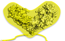 Plasticité structurale et fonctionnelle aux télomères
