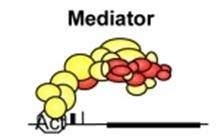 Le Médiateur, chef d’orchestre de la mise en place de la machinerie transcriptionnelle in vivo. 