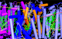 Etude de la structure du complexe collecteur de lumière reconstitué, natif ou muté, par spectroscopie Raman.