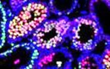 MeioC, chef d’orchestre discret mais essentiel de la méiose