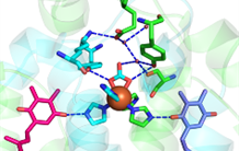 Bicarbonate, a new redox regulator for Photosystem II