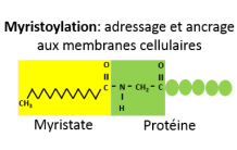 Protein modification: myristoylation finally decoded