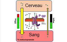 A novel role of the blood-brain barrier in the cerebral elimination of drugs