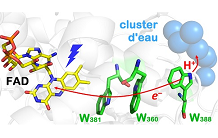 A trick of nature: a water cluster makes the activation of a DNA photolyase more efficient