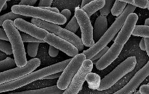 Reprogrammation réussie d’une bactérie pour la production d’une famille de molécules bioactives