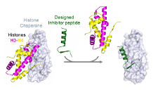 Une conception rationnelle de peptides aux propriétés antitumorales