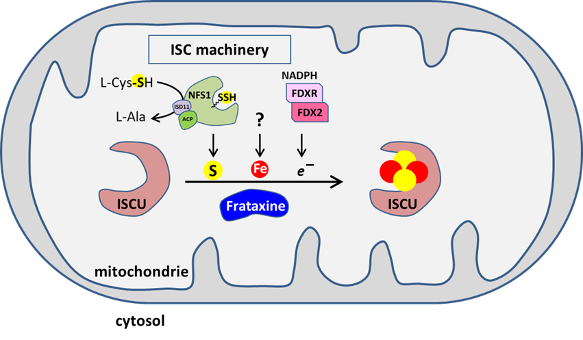 Modèle de fonctionnement de la machinerie ISC dans la mitochondrie basé sur la littérature. Après réaction avec une L-cystéine, un persulfure est généré sur NFS1 (en complexe avec les protéines ISD11 et ACP de fonctions inconnues) et transféré à ISCU. Le couple FDX2/FDXR délivre des électrons. Le processus d'assemblage du cluster fer-soufre reposerait sur une réduction du persulfure en ions sulfures, potentiellement catalysée par FDX2/FDR. Le rôle de la frataxine n'est pas clairement établi. © B. d'Autreaux / CEA