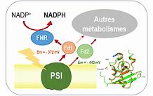 A ferredoxin to fuel metabolic pathways of biotechnological interest