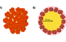 The corona of proteins adsorbed on silica nanoparticles reveals its structure
