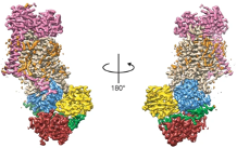 Lipid transmembrane transport: very first structures are revealed! 