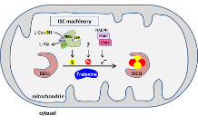 Friedreich’s ataxia: a reliable in vitro model sheds light on physiological role of frataxin