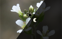 Jours courts, jours longs : un rôle protecteur de la réduction de l’oxygène chez les plantes ?