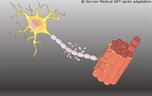 The peripheral nervous system is also altered in multiple sclerosis