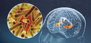 Depression and gut microbiota: the endocannabinoid system makes the connection
