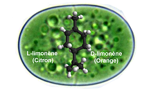 Cyanothece PCC 7425, une nouvelle cyanobactérie modèle pour la production durable de molécules d’intérêt