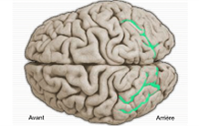 Neuro anatomie fonctionnelle du traitement des nombres à haute résolution
