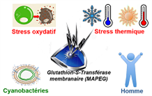 Des bactéries à l’Homme : caractérisation d'un nouvel acteur de la tolérance aux stress thermique et oxydant