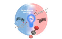 Carbon labeling with light