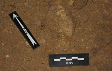 Le génome d’une louve de la grotte Chauvet révélés par l’ADN ancien !
