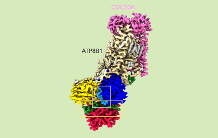 Biochemical and structural study of the human ATPase ATP8B1 involved in intrahepatic cholestasis 