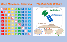 L’ingénierie d’anticorps pour s’adapter à la dérive antigénique de SARS-CoV-1 et 2.