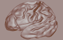 Et si la forme des sillons cérébraux avant la naissance pouvait prédire certaines pathologies ?