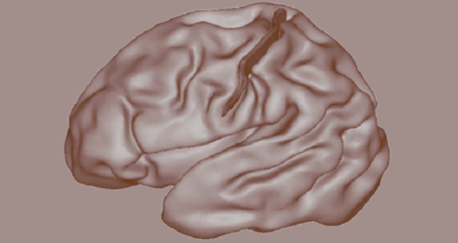 Et si la forme de l’ébauche des sillons cérébraux pouvait prédire certaines pathologies ?
