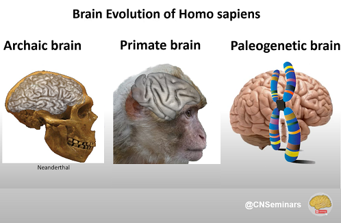 Des variations génétiques de régions régulatrices de l’ADN affectent la morphologie des sillons du cerveau humain