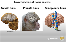 Des variations génétiques de régions régulatrices de l’ADN affectent la morphologie des sillons du cerveau humain