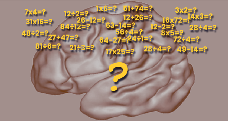 IRM : Où et comment la représentation des quantités est-elle générée dans le cerveau ?