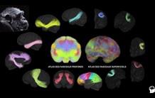 Premier atlas complet de la connectivité cérébrale du chimpanzé
