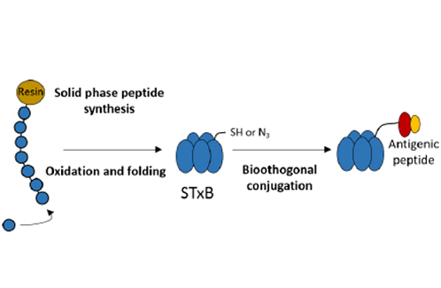 Functionalization of the B subunit of Shigatoxin as a vaccine tool