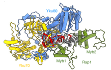 Protéger les télomères contre les fusions chromosomiques