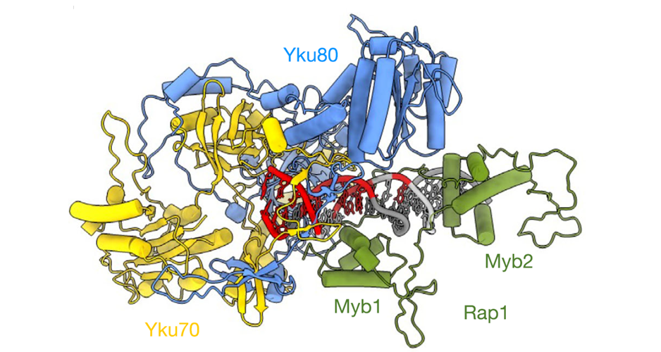 Protéger les télomères contre les fusions chromosomiques