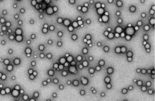 Transport of an anticancer drug encapsulated in nanoparticles in a nasal epithelium model
