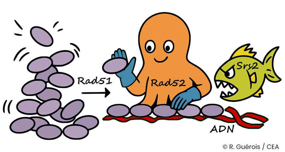 Grâce à de petits motifs dans une séquence désordonnée, Rad52 organise l’assemblage de Rad51
