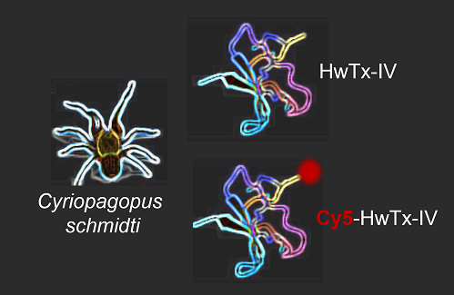 L’huwentoxine-IV-cyanine 5, un nouvel agent d’imagerie du cancer du poumon ?